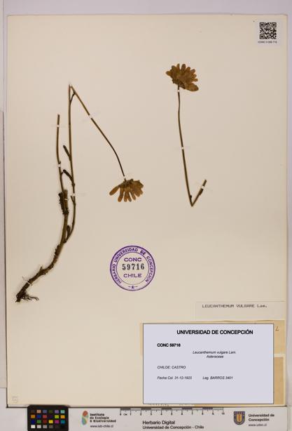 Leucanthemum vulgare [Espécimen: UDEC:CONC:0059716]