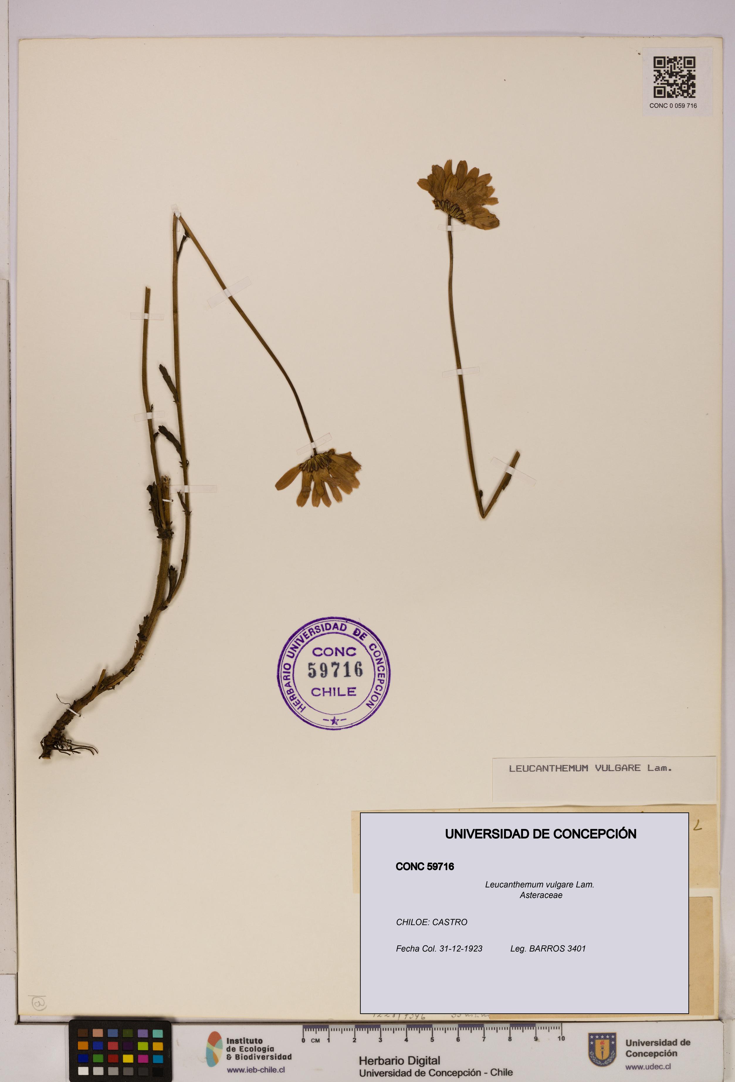 Leucanthemum vulgare [Espécimen: UDEC:CONC:0059716]
