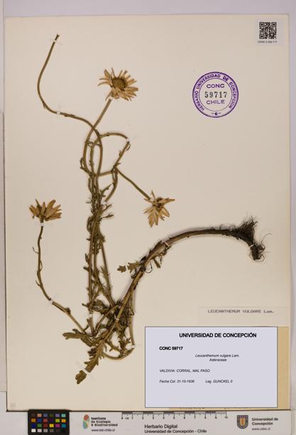 Leucanthemum vulgare [Espécimen: UDEC:CONC:0059717]