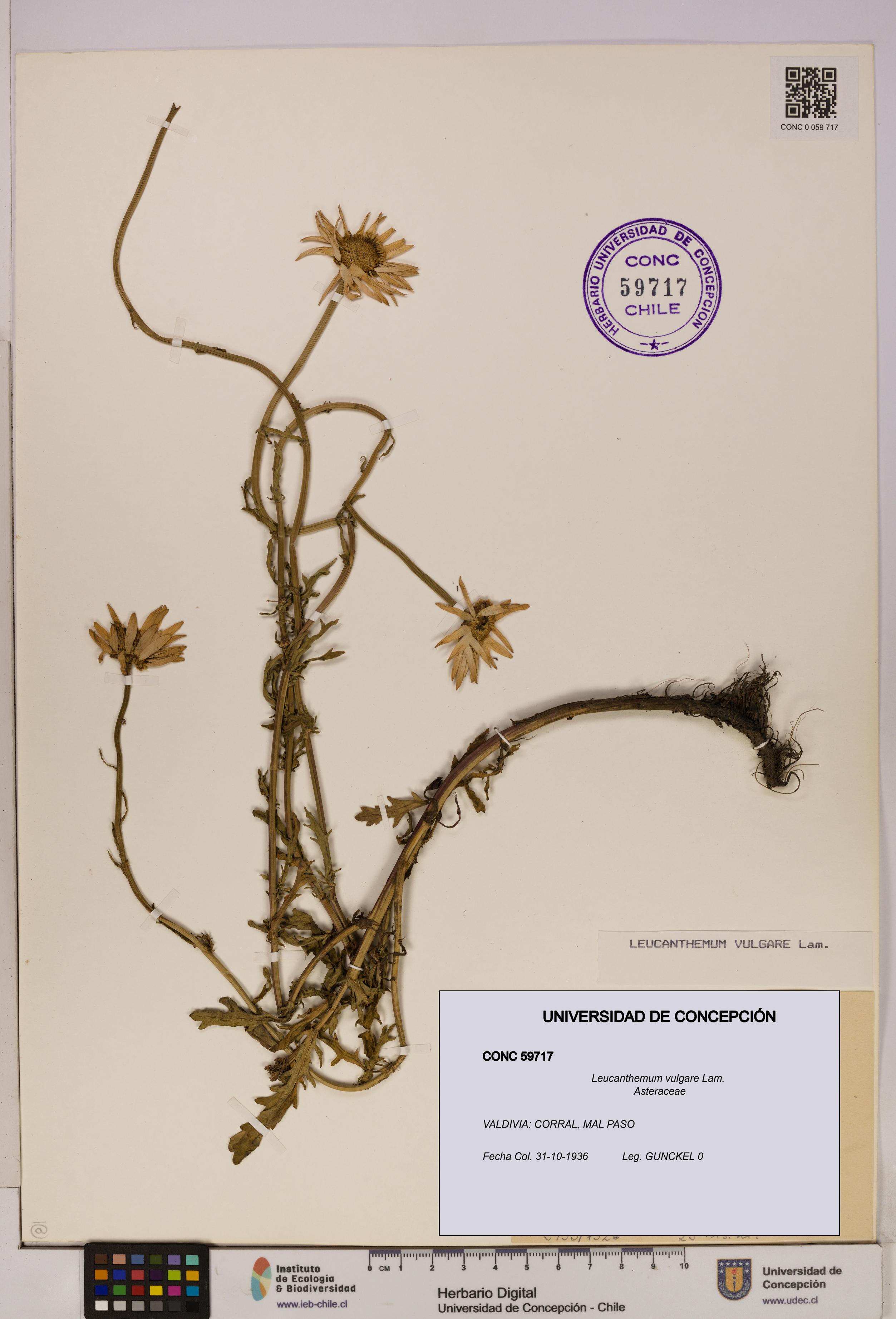 Leucanthemum vulgare [Espécimen: UDEC:CONC:0059717]