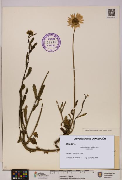 Leucanthemum vulgare [Espécimen: UDEC:CONC:0059718]