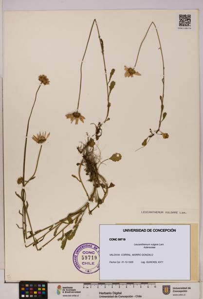 Leucanthemum vulgare [Espécimen: UDEC:CONC:0059719]