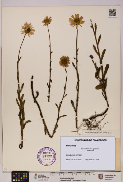 Leucanthemum vulgare [Espécimen: UDEC:CONC:0059722]
