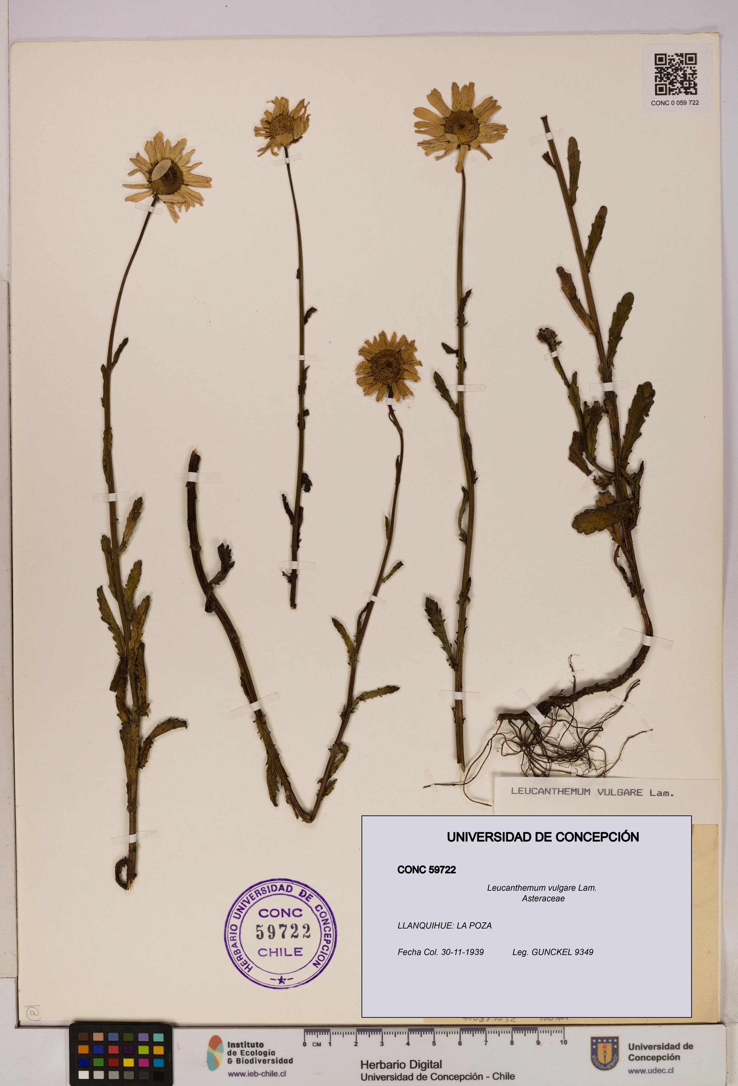 Leucanthemum vulgare [Espécimen: UDEC:CONC:0059722]