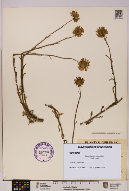 Leucanthemum vulgare [Espécimen: UDEC:CONC:0059723]