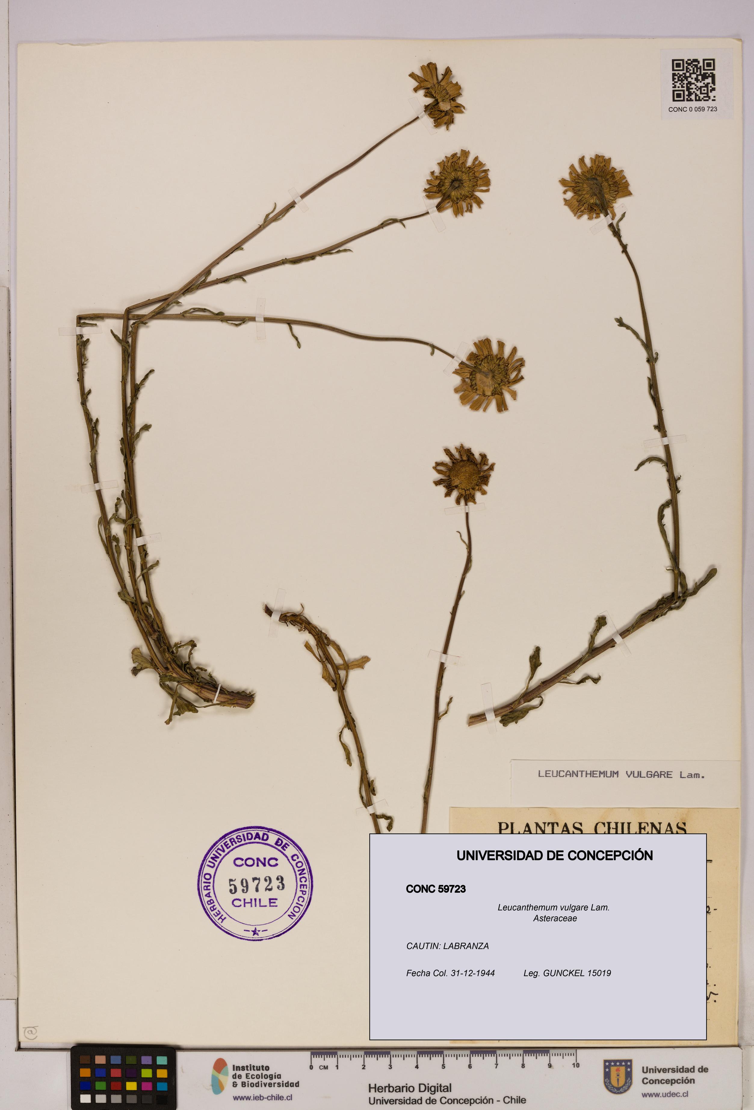 Leucanthemum vulgare [Espécimen: UDEC:CONC:0059723]