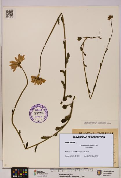 Leucanthemum vulgare [Espécimen: UDEC:CONC:0059724]