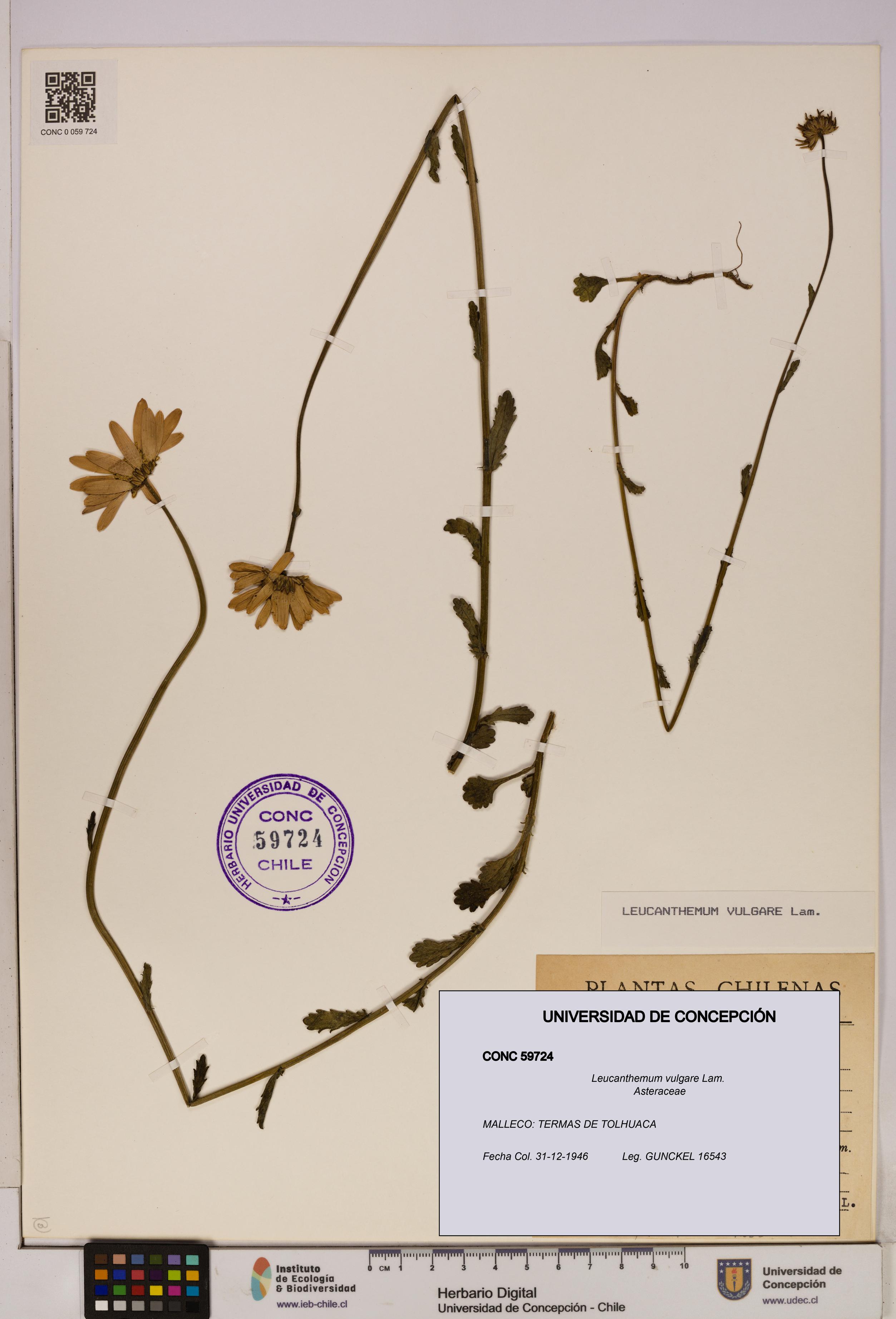 Leucanthemum vulgare [Espécimen: UDEC:CONC:0059724]