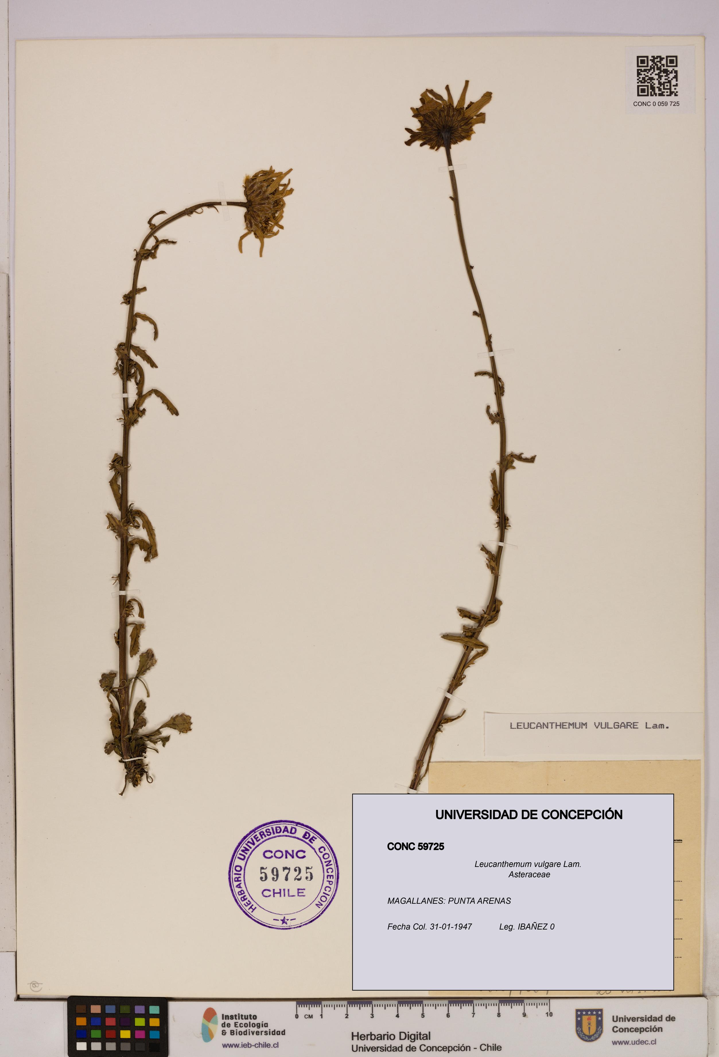 Leucanthemum vulgare [Espécimen: UDEC:CONC:0059725]