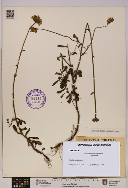 Leucanthemum vulgare [Espécimen: UDEC:CONC:0059726]