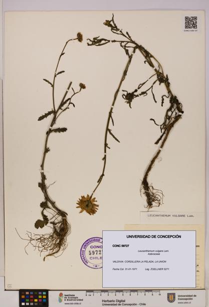 Leucanthemum vulgare [Espécimen: UDEC:CONC:0059727]