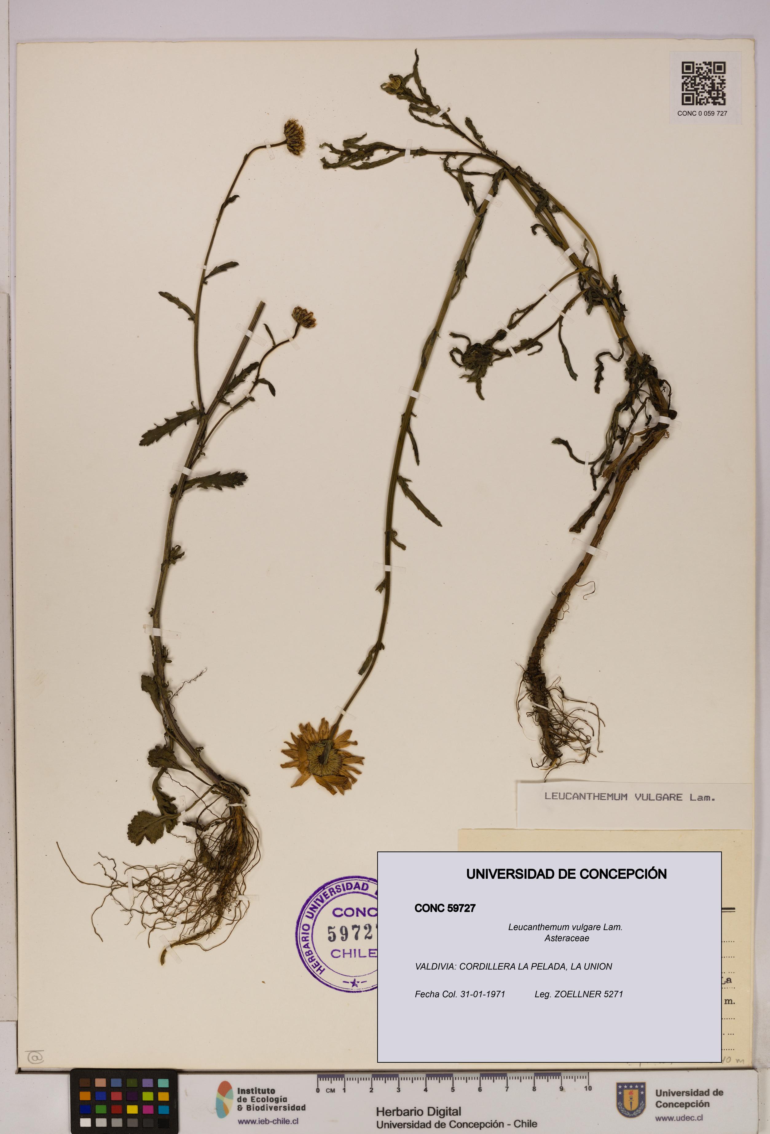 Leucanthemum vulgare [Espécimen: UDEC:CONC:0059727]