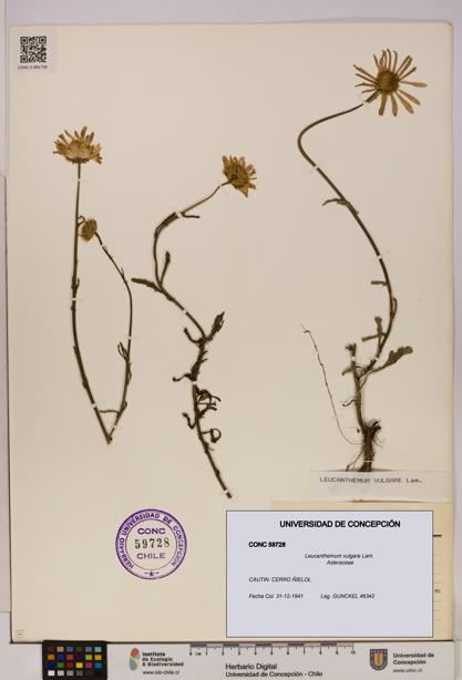 Leucanthemum vulgare [Espécimen: UDEC:CONC:0059728]