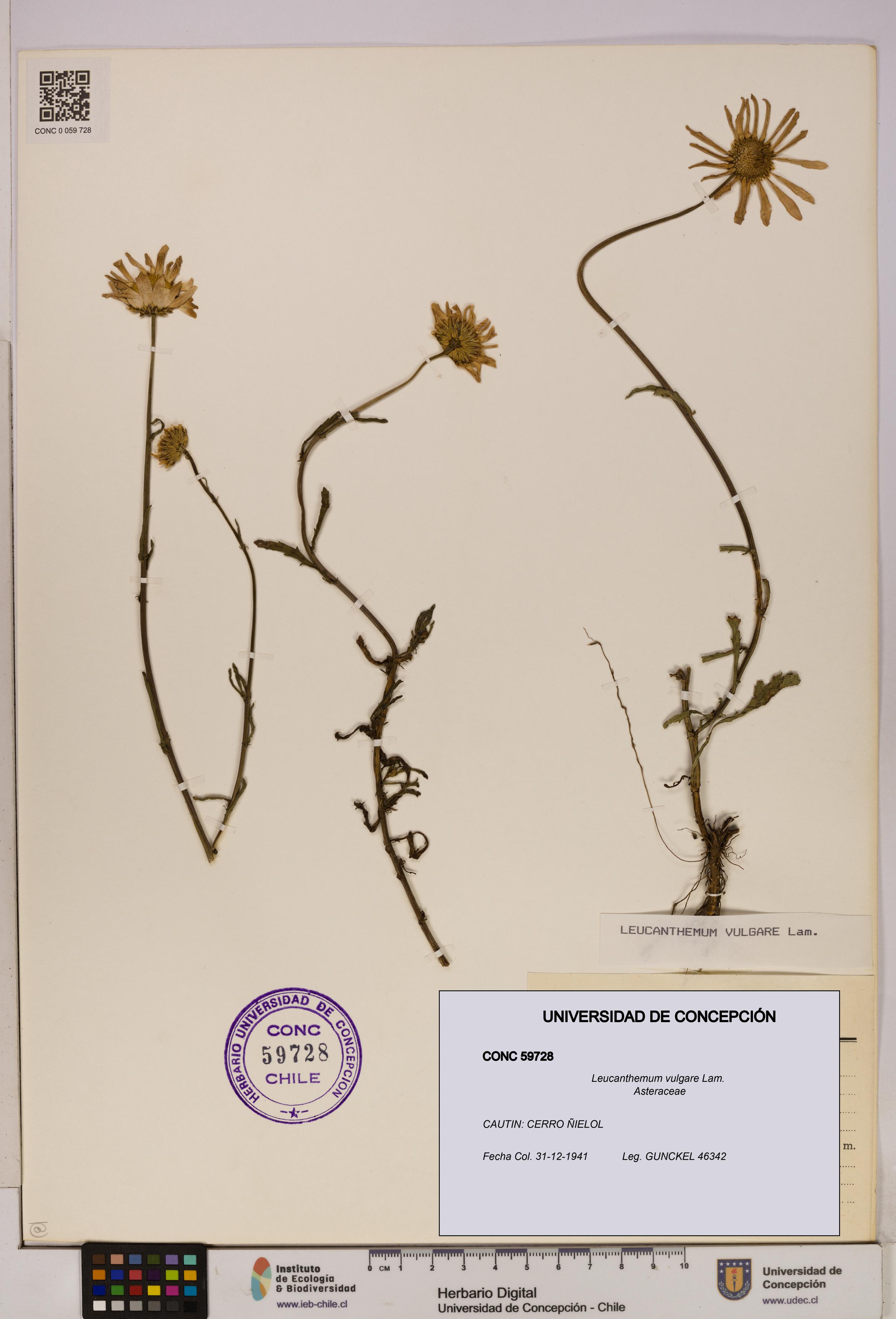 Leucanthemum vulgare [Espécimen: UDEC:CONC:0059728]