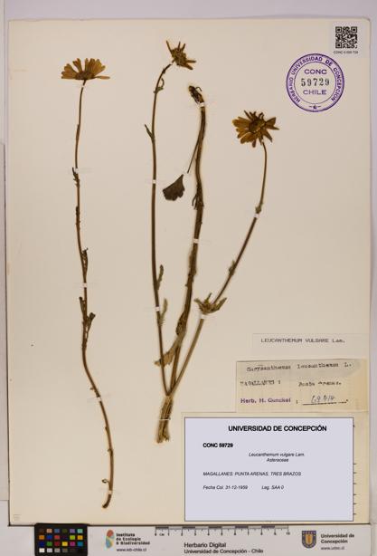 Leucanthemum vulgare [Espécimen: UDEC:CONC:0059729]