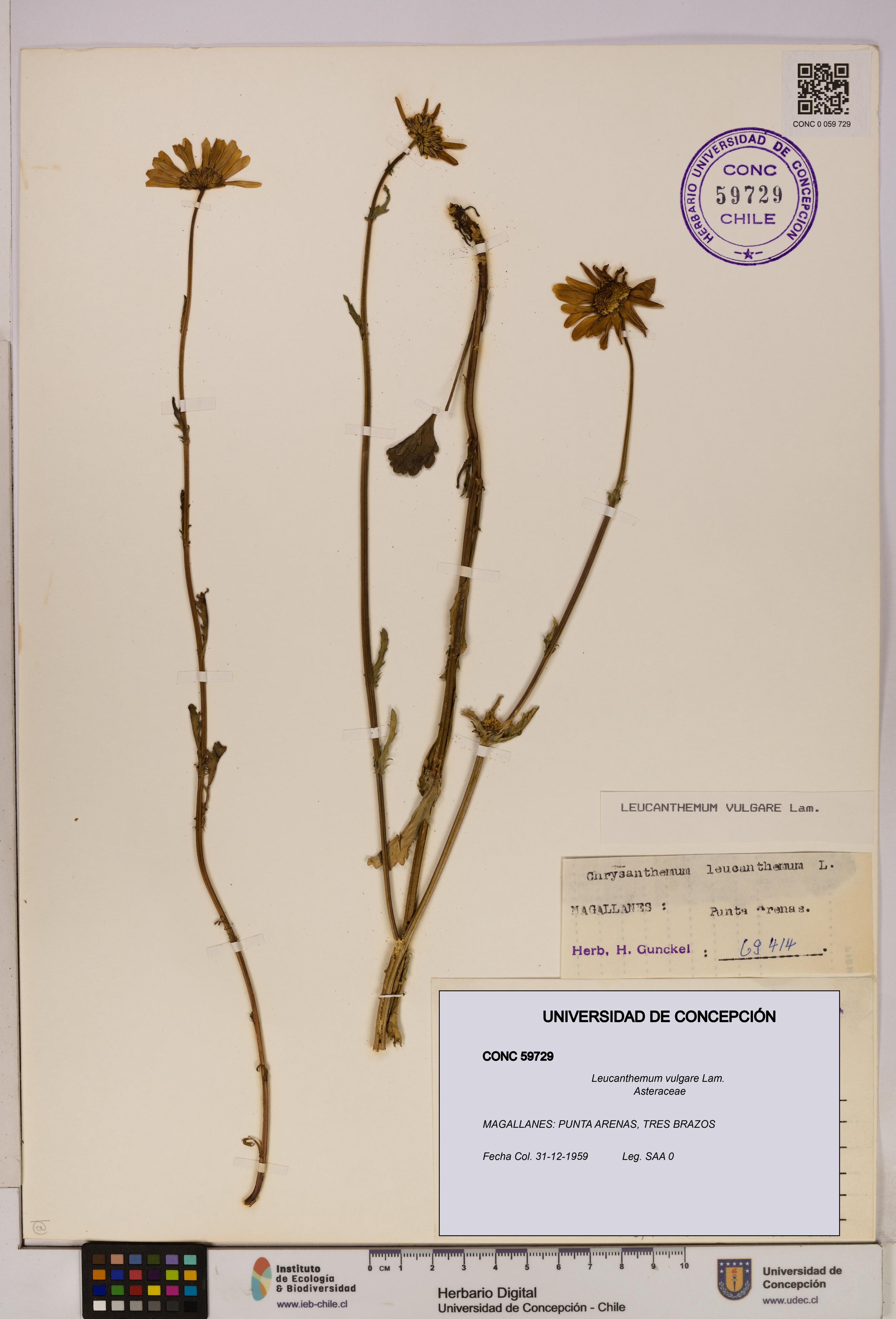 Leucanthemum vulgare [Espécimen: UDEC:CONC:0059729]