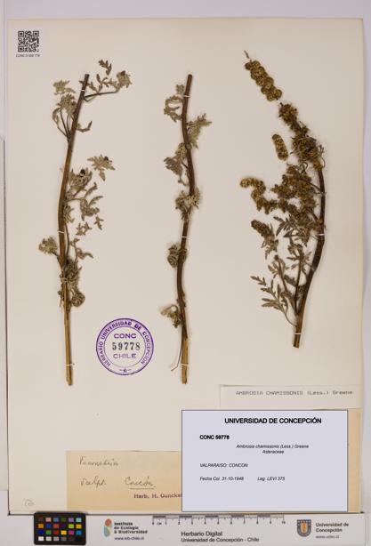 Ambrosia chamissonis [Espécimen: UDEC:CONC:0059778]