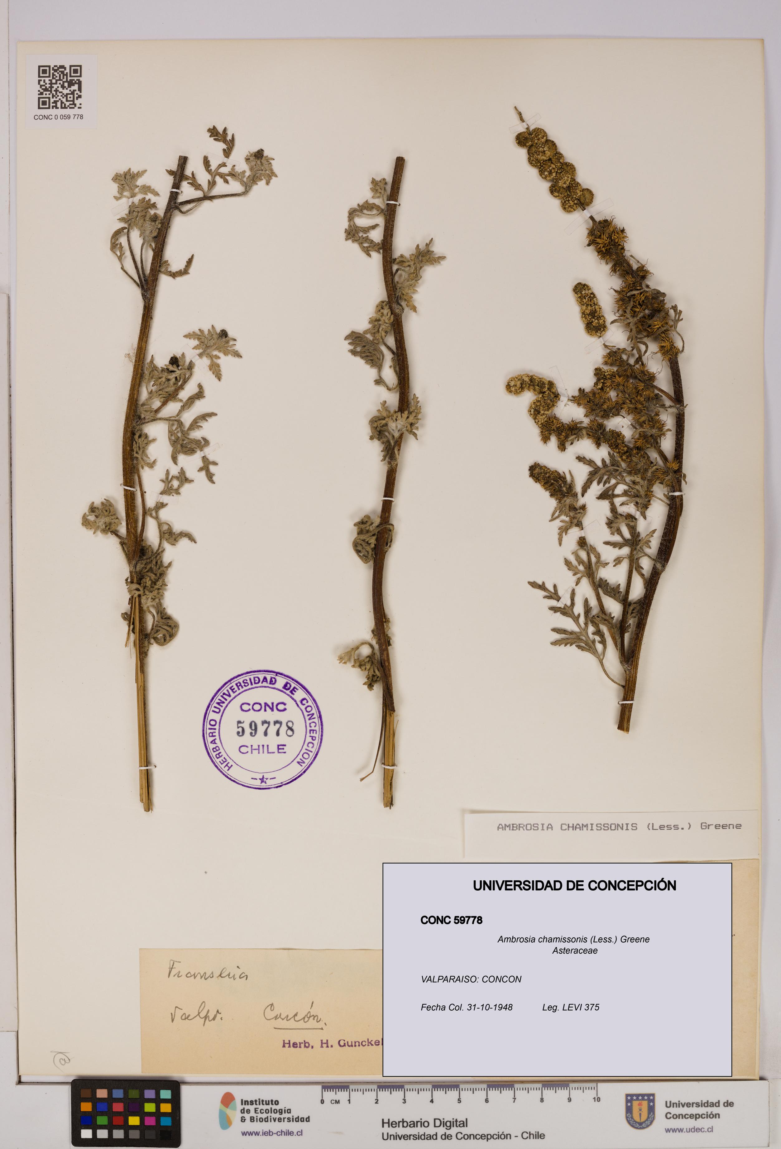 Ambrosia chamissonis [Espécimen: UDEC:CONC:0059778]