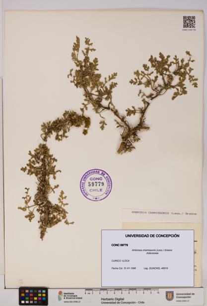 Ambrosia chamissonis [Espécimen: UDEC:CONC:0059779]
