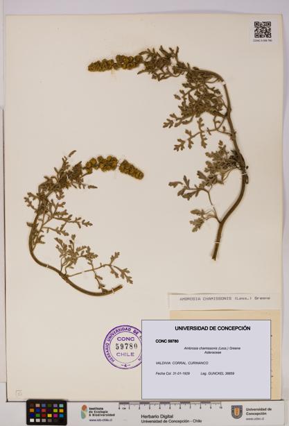 Ambrosia chamissonis [Espécimen: UDEC:CONC:0059780]