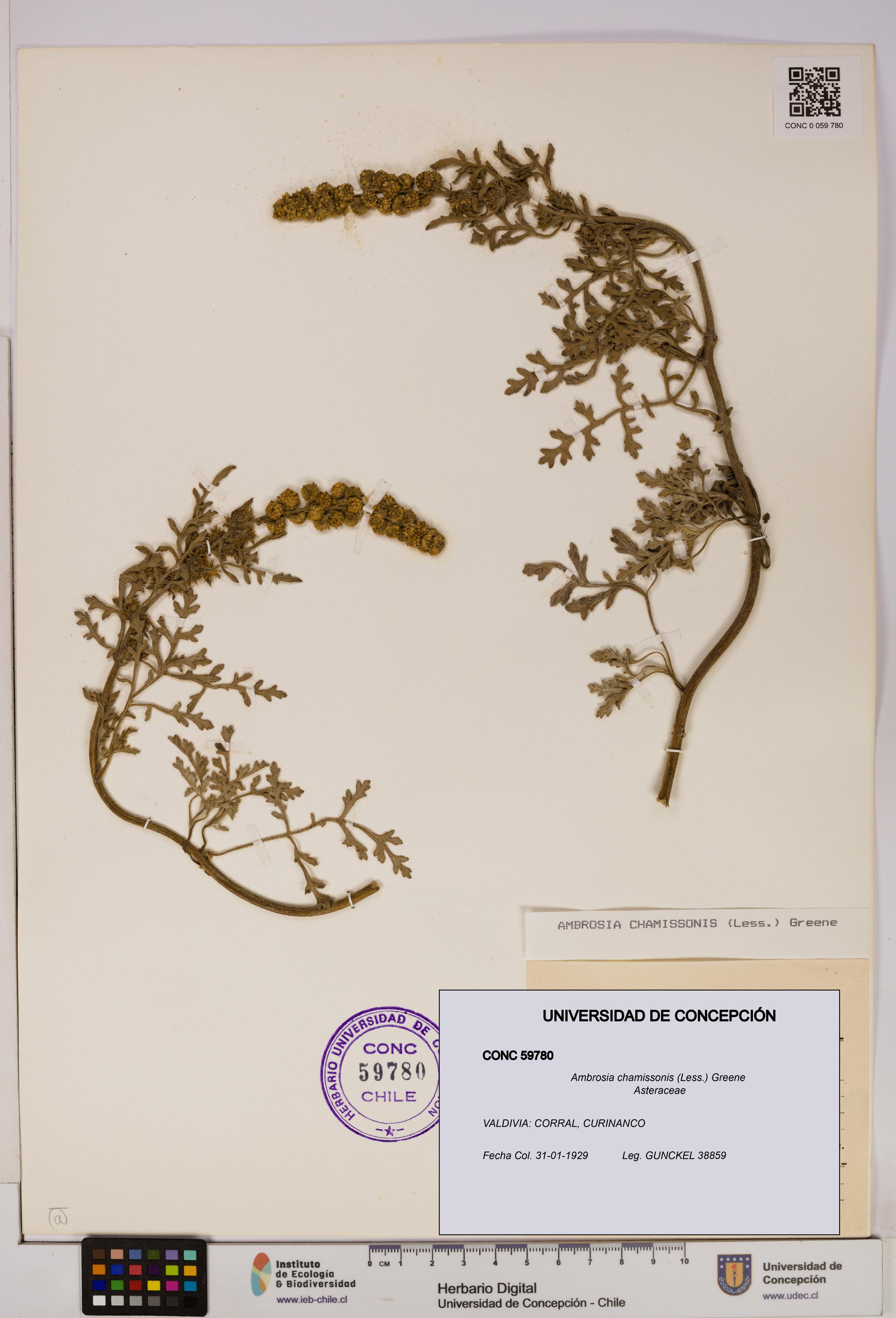 Ambrosia chamissonis [Espécimen: UDEC:CONC:0059780]