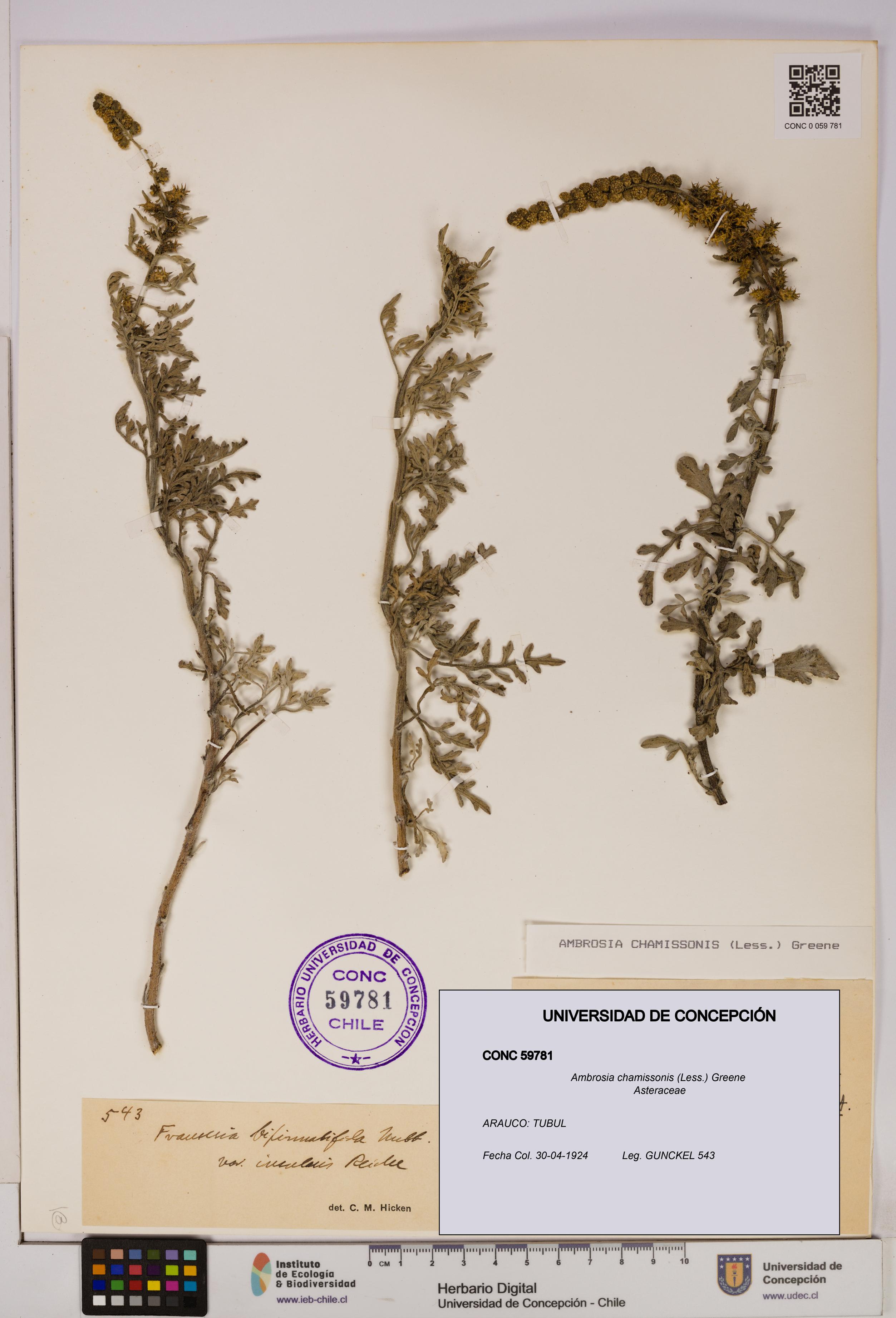 Ambrosia chamissonis [Espécimen: UDEC:CONC:0059781]