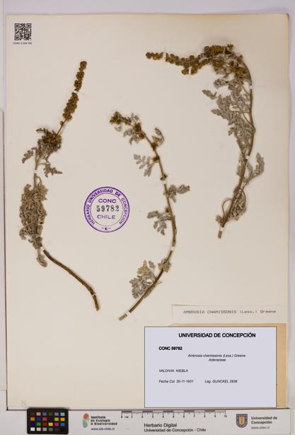 Ambrosia chamissonis [Espécimen: UDEC:CONC:0059782]