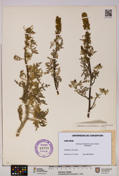 Ambrosia chamissonis [Espécimen: UDEC:CONC:0059783]