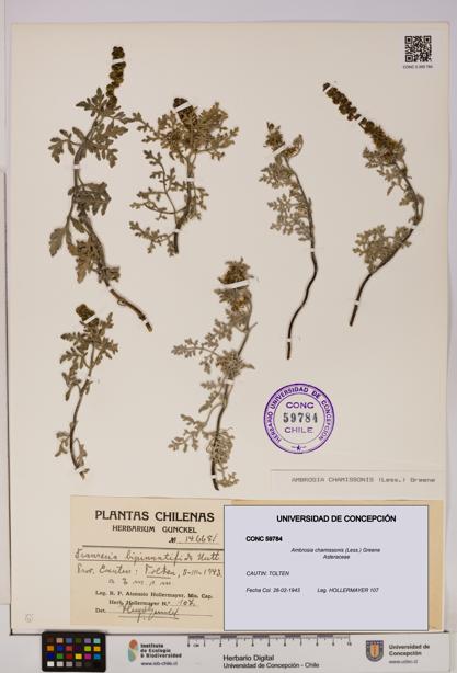 Ambrosia chamissonis [Espécimen: UDEC:CONC:0059784]