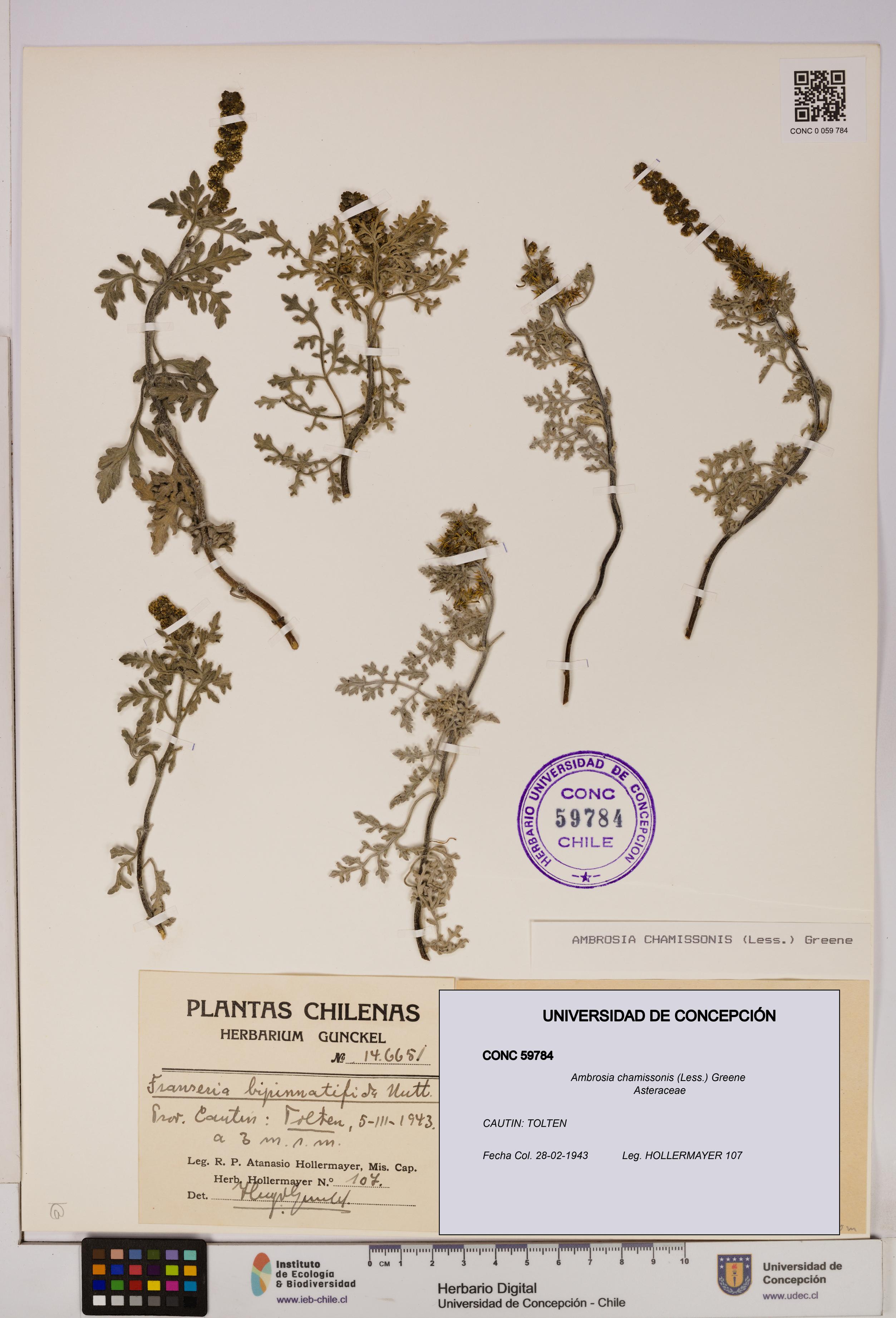 Ambrosia chamissonis [Espécimen: UDEC:CONC:0059784]