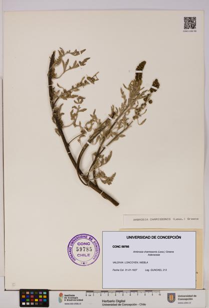 Ambrosia chamissonis [Espécimen: UDEC:CONC:0059785]