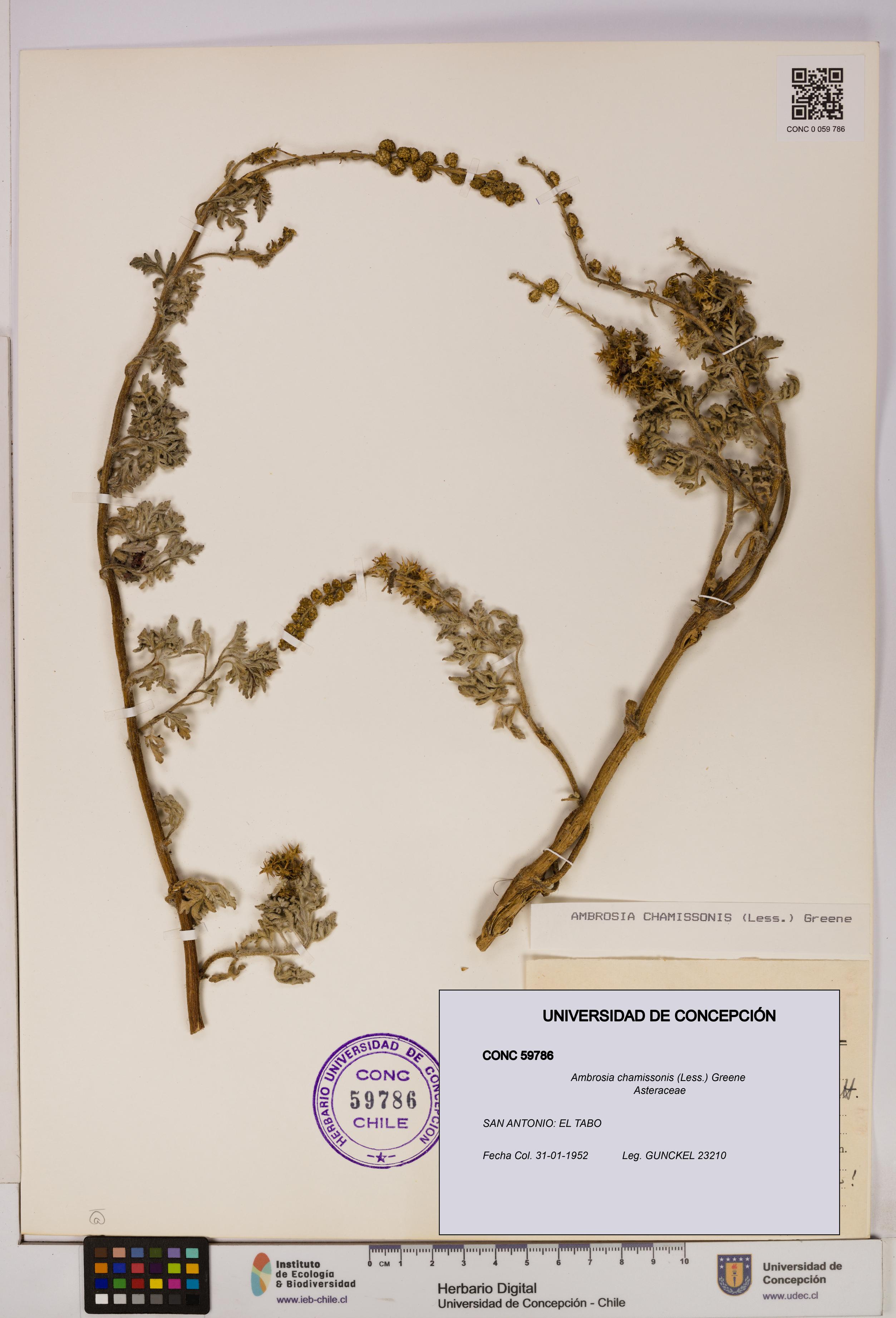 Ambrosia chamissonis [Espécimen: UDEC:CONC:0059786]