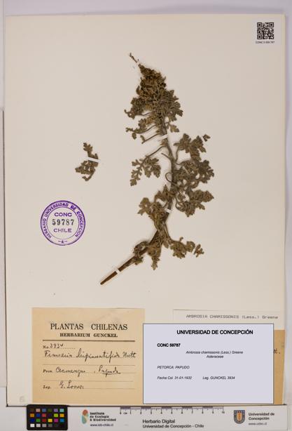Ambrosia chamissonis [Espécimen: UDEC:CONC:0059787]