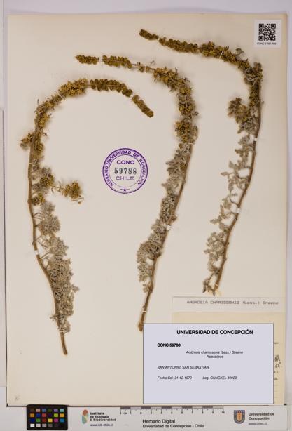 Ambrosia chamissonis [Espécimen: UDEC:CONC:0059788]