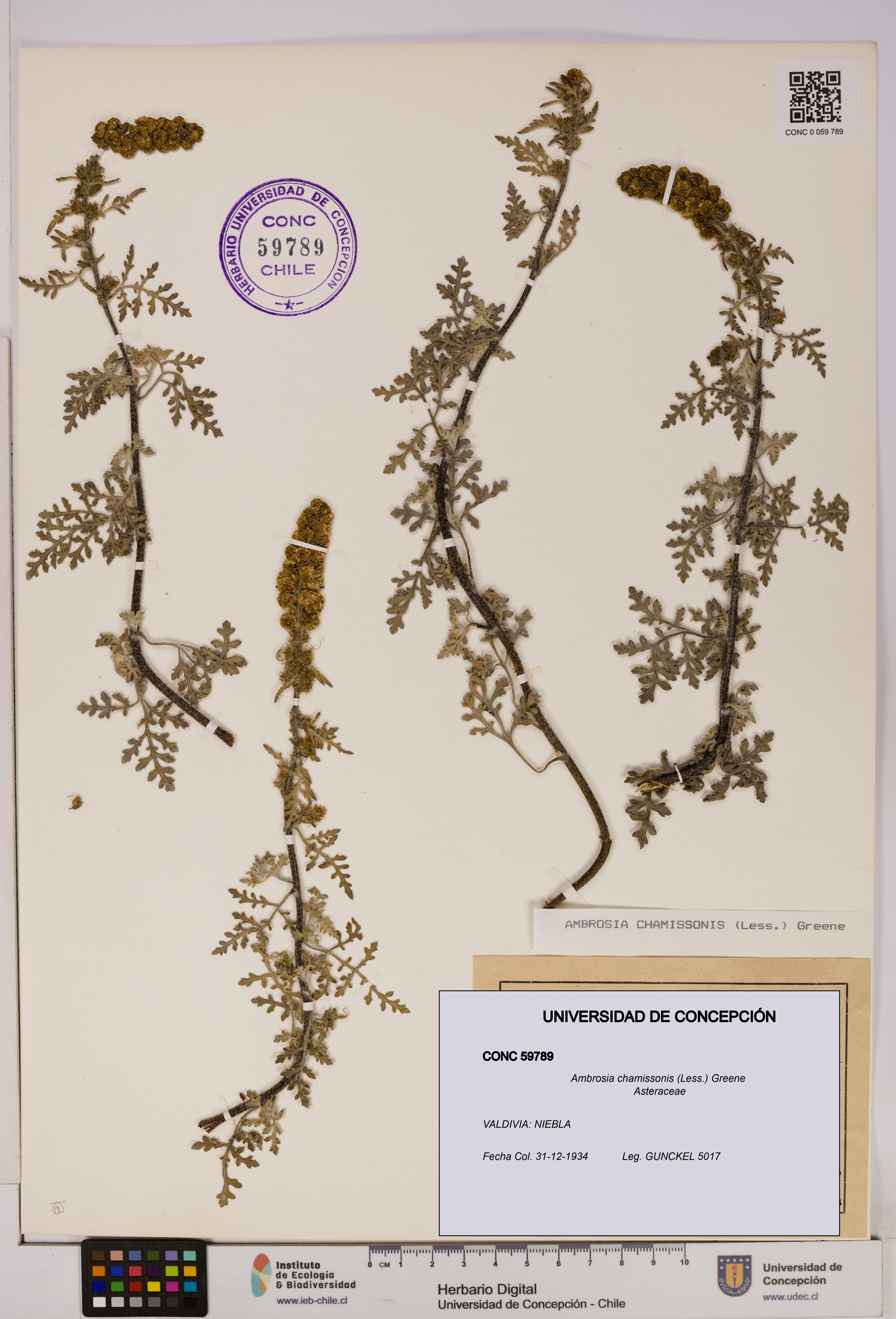 Ambrosia chamissonis [Espécimen: UDEC:CONC:0059789]