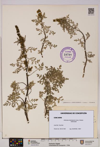 Ambrosia chamissonis [Espécimen: UDEC:CONC:0059790]