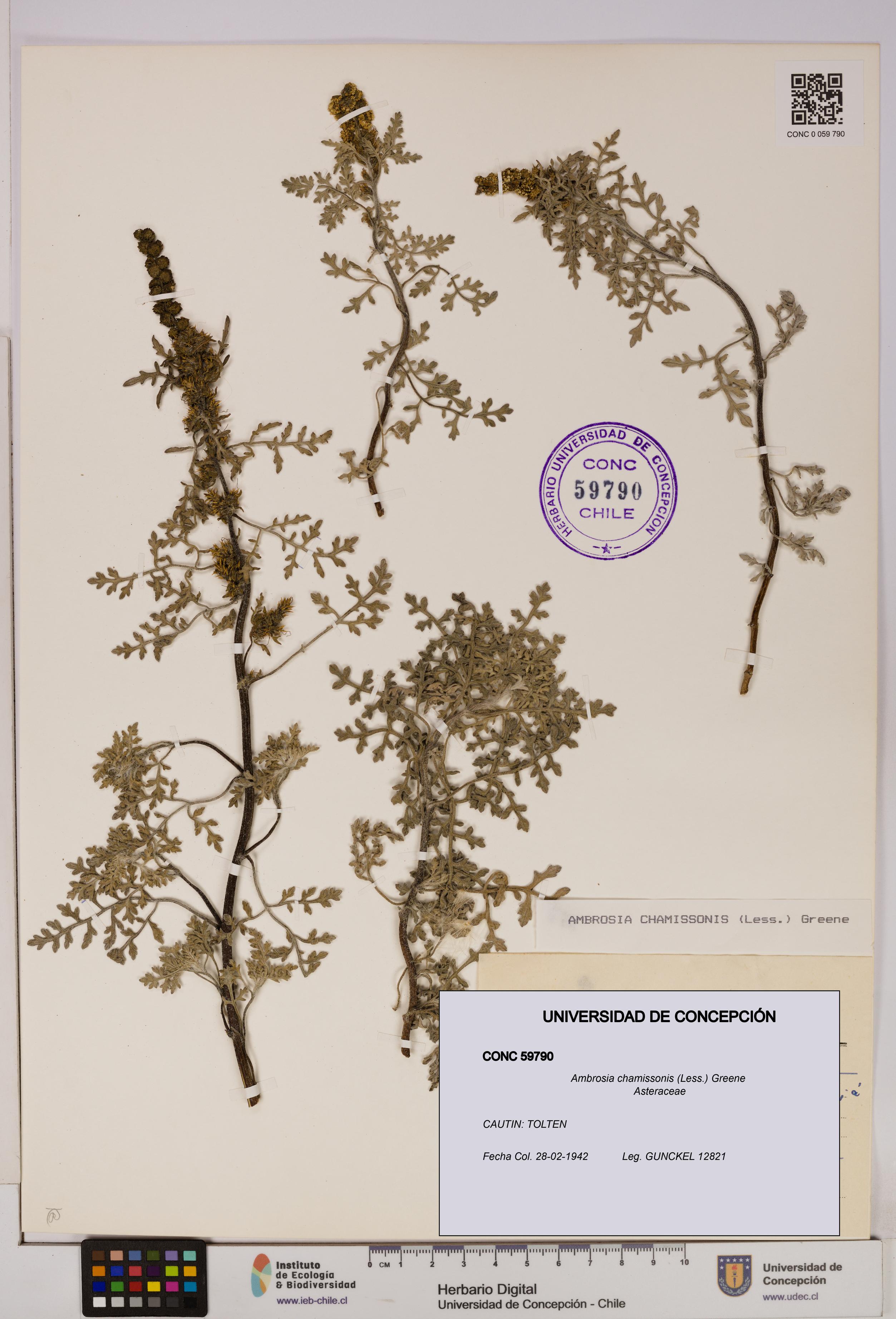 Ambrosia chamissonis [Espécimen: UDEC:CONC:0059790]