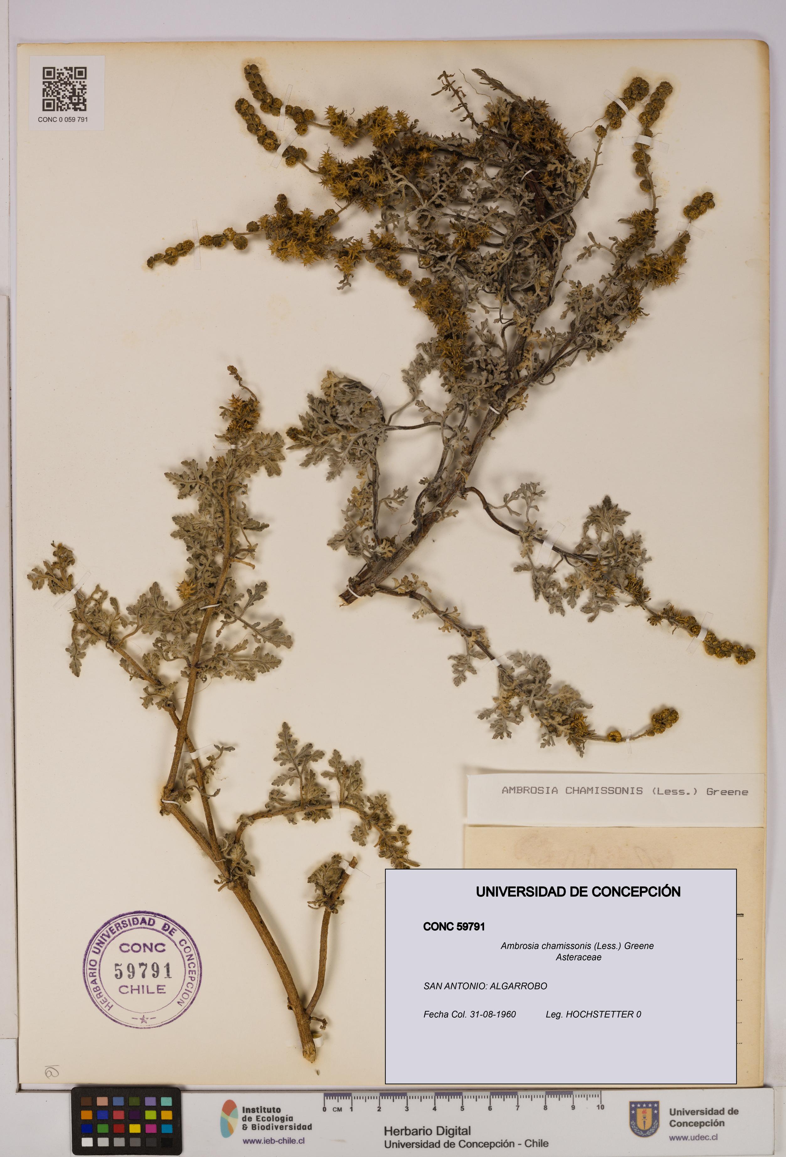 Ambrosia chamissonis [Espécimen: UDEC:CONC:0059791]
