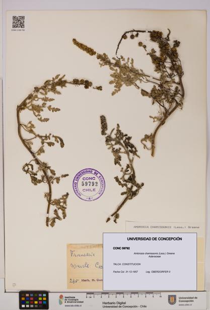 Ambrosia chamissonis [Espécimen: UDEC:CONC:0059792]