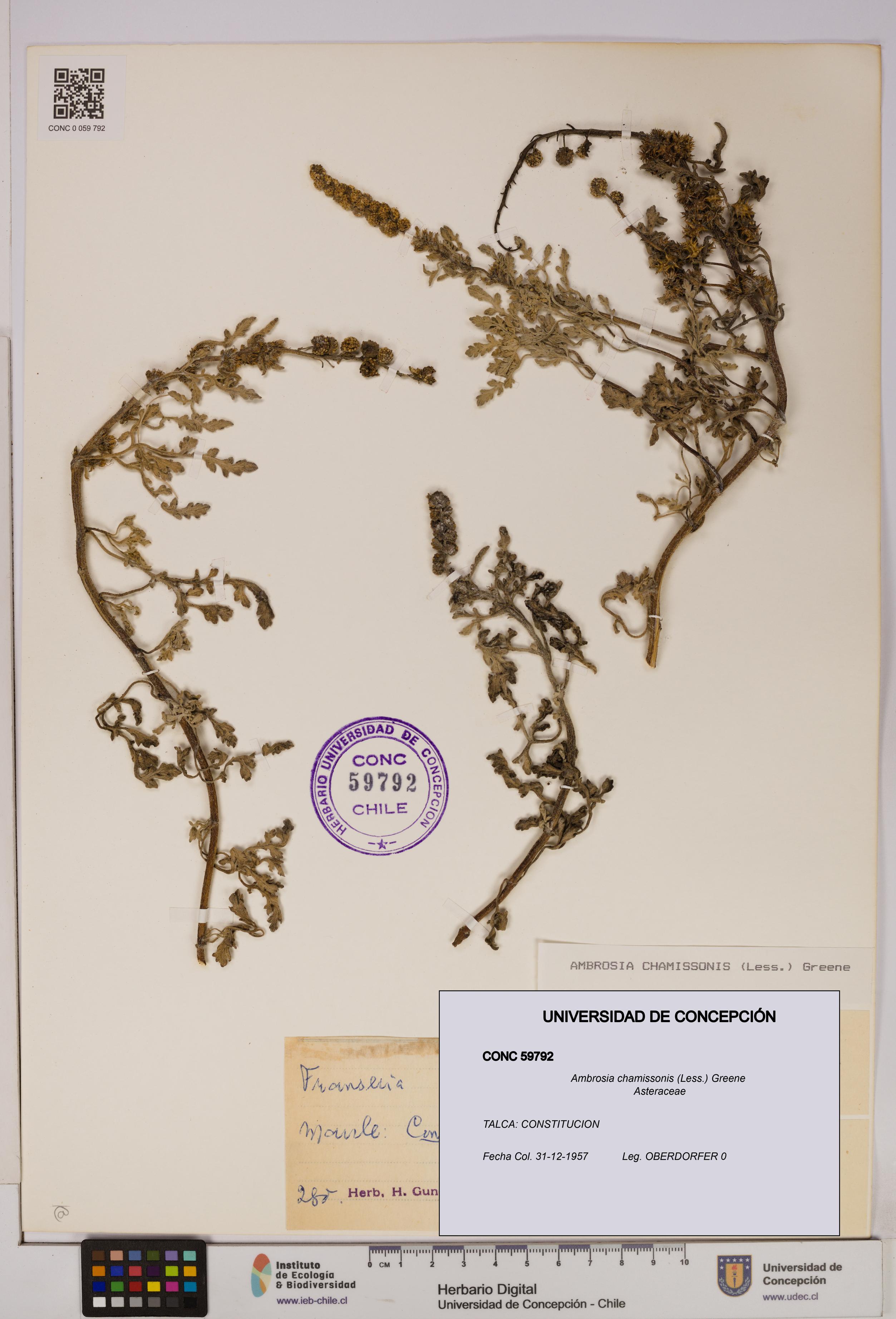 Ambrosia chamissonis [Espécimen: UDEC:CONC:0059792]