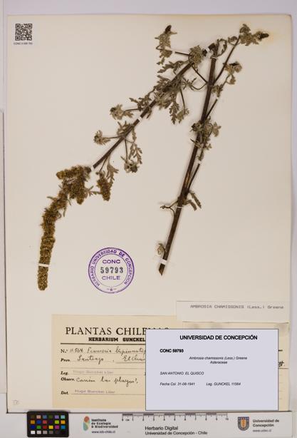 Ambrosia chamissonis [Espécimen: UDEC:CONC:0059793]