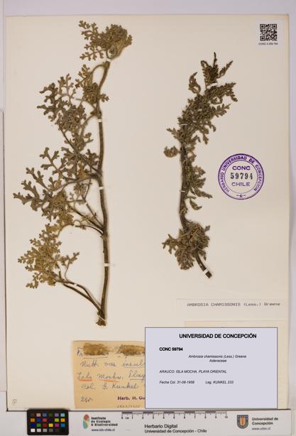Ambrosia chamissonis [Espécimen: UDEC:CONC:0059794]