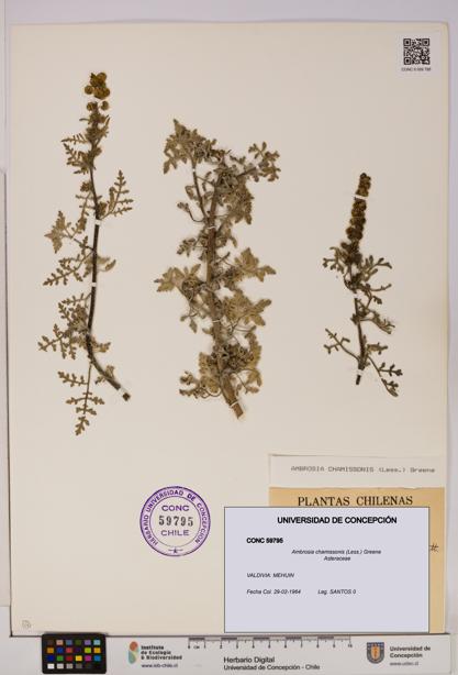 Ambrosia chamissonis [Espécimen: UDEC:CONC:0059795]