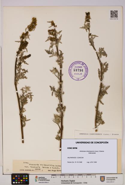 Ambrosia chamissonis [Espécimen: UDEC:CONC:0059796]