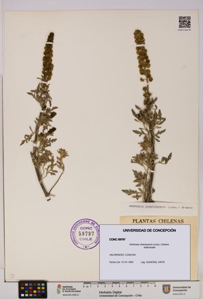 Ambrosia chamissonis [Espécimen: UDEC:CONC:0059797]