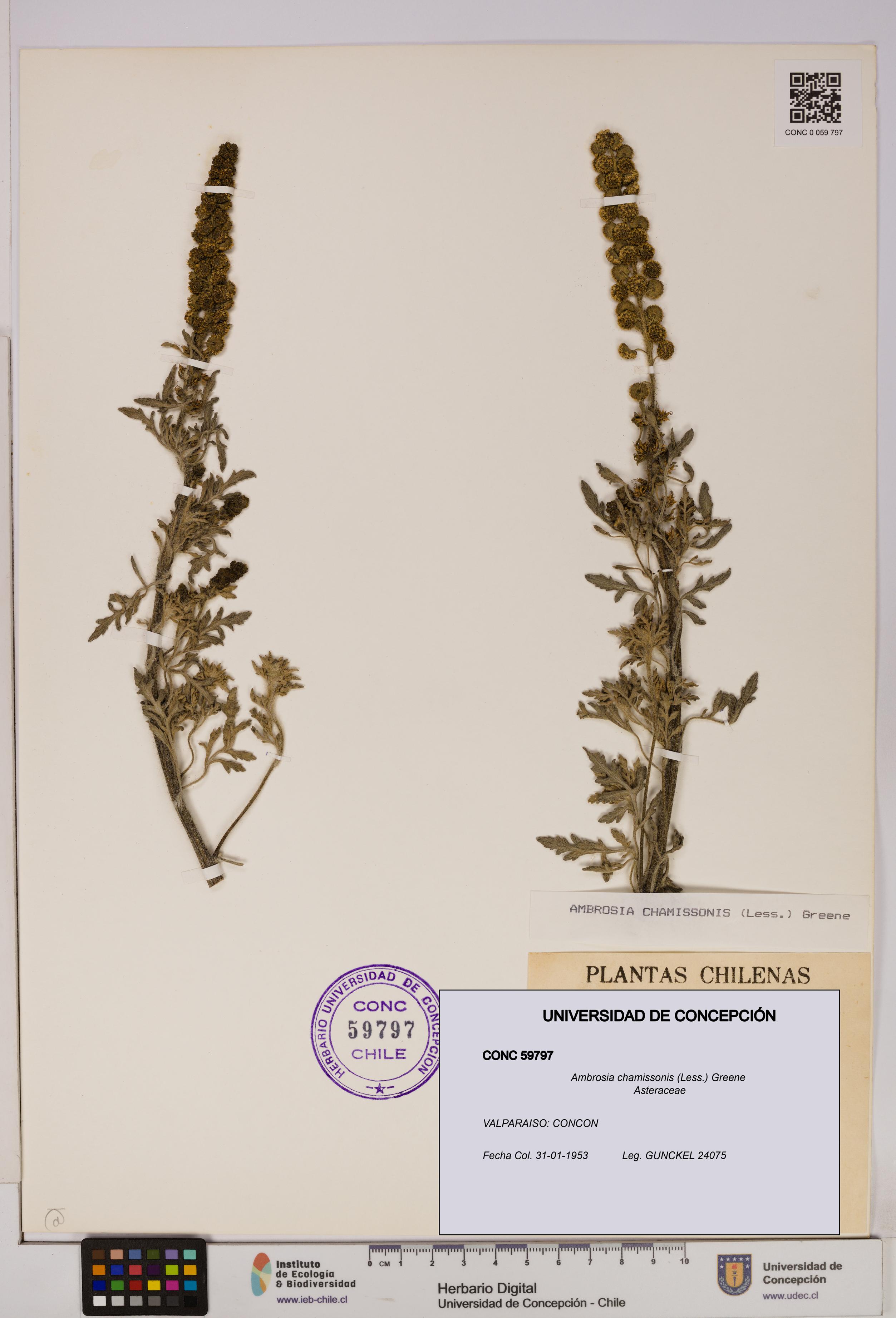 Ambrosia chamissonis [Espécimen: UDEC:CONC:0059797]