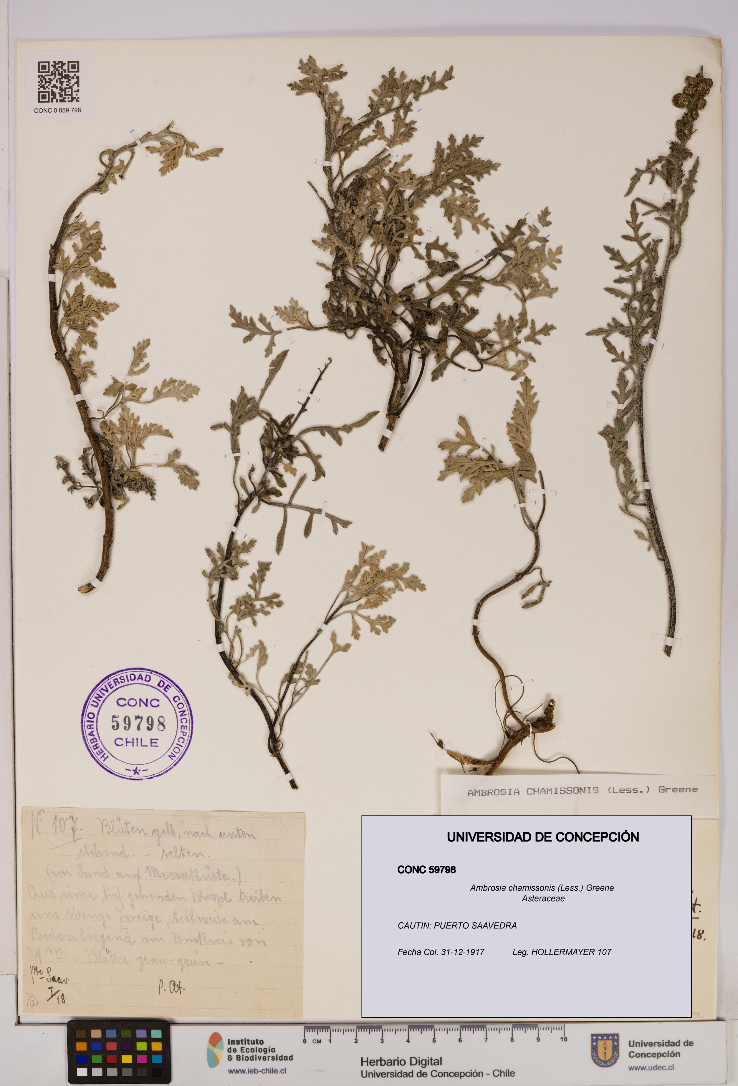 Ambrosia chamissonis [Espécimen: UDEC:CONC:0059798]