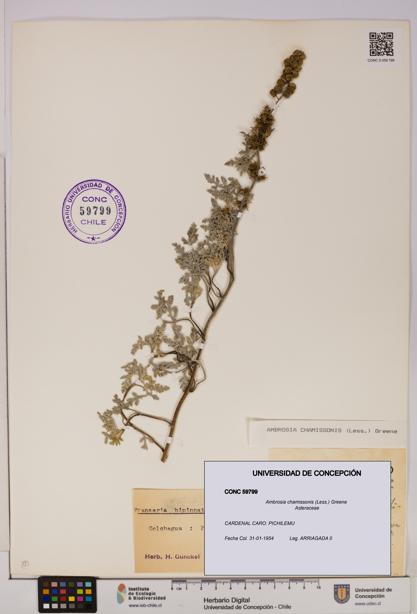 Ambrosia chamissonis [Espécimen: UDEC:CONC:0059799]