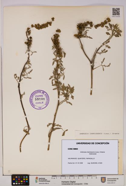 Ambrosia chamissonis [Espécimen: UDEC:CONC:0059800]