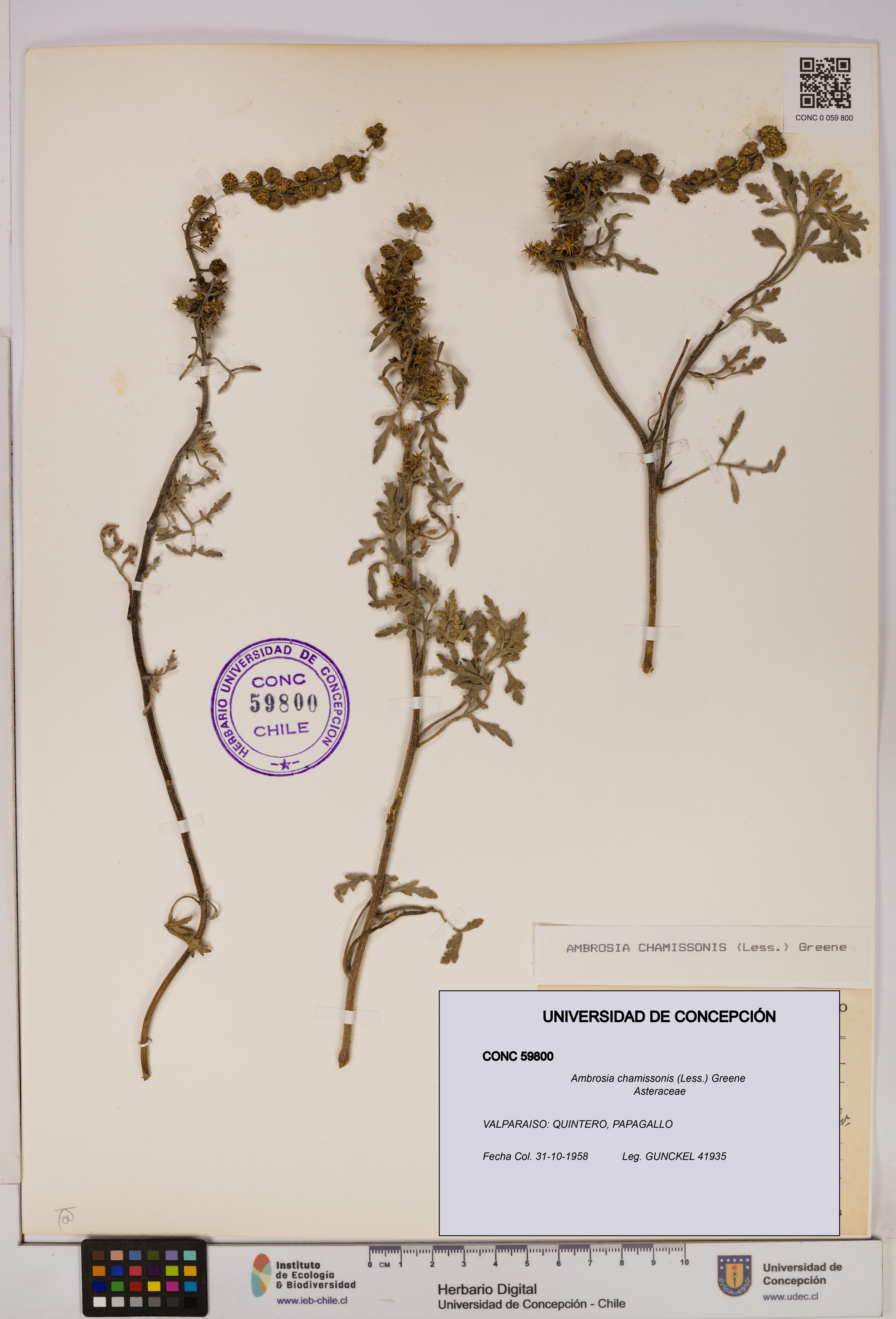 Ambrosia chamissonis [Espécimen: UDEC:CONC:0059800]